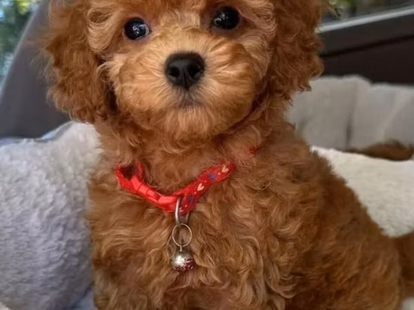 Məhsul: Toy pudel balaları Xüsusiyyətlər: - Cins: Toy Poodle (oyuncaq