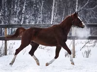Yegua, American shetland pony — foto 2
