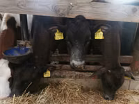 ثور, Simmental cattle — الصورة 5