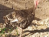 Gallina eslovena plateada — foto 5