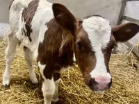 بقرة, Simmental cattle — الصورة 3