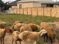 Kondoo jike, Apsheron sheep — picha 7