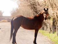 Mare, Thoroughbred horse — photo 3