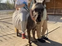Caballo, Falabella — foto 5