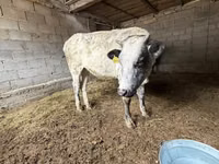 Ng'ombe jike, Swiss cattle — picha 6