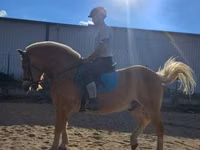 Farasi dume, Haflinger — picha 6