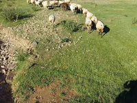 Oveja, Ovejas — foto 1