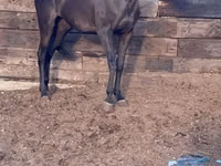 Stute, Anglo-Arabian — Foto 1