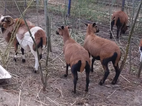 Dume la kondoo, Cameroon sheep