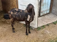 बकरी, Kamori goats — फ़ोटो 5