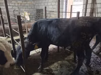 Bulle, Aberdeen-Angus — Foto 8