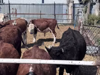 Ng'ombe dume, Hereford — picha 2