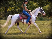 Farasi dume, National Show Horse — picha 3
