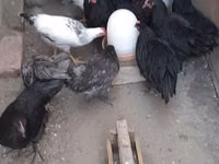 Australian Pit Game fowl — picha 2