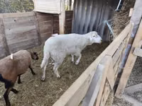 मेढ़ा, Cameroon sheep — फ़ोटो 1