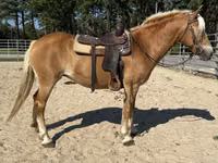Farasi jike, Haflinger — picha 5