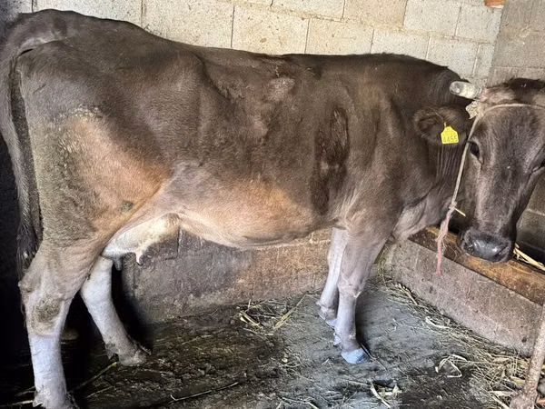 Ng'ombe jike, Swiss cattle
