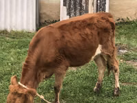 Ng'ombe jike, Simmental cattle — picha 2