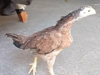 Chickens — फ़ोटो 3