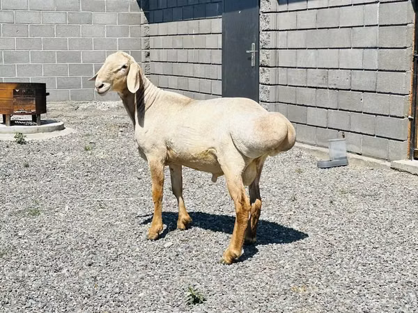 公羊, Hissar sheep
