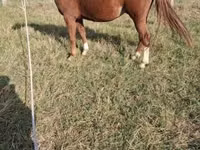 Caballo, Kisber felver — foto 4