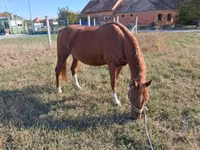 Caballo, Kisber felver — foto 4