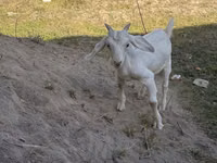 Mbuzi dume, Russian White goat — picha 2