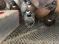 Guinea fowl — الصورة 1