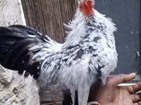 Shamo chickens — picha 4