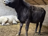 Ng'ombe jike, Swiss cattle — picha 2