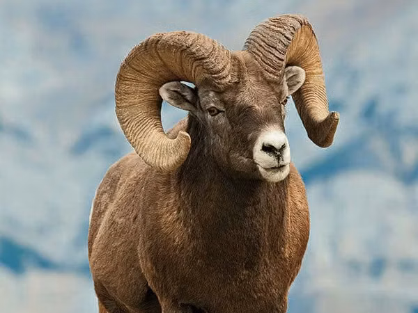 كبش, Gorkov sheep