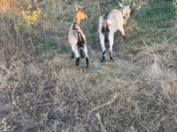 Ziege, Ziegen — Foto 1