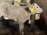 गाय, Charolais cattle — फ़ोटो 1