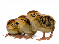 Guinea fowl — फ़ोटो 2