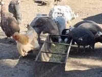 Guinea fowl — 照片 2