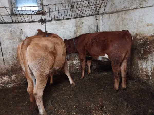 Ng'ombe (kikundi, jinsia haijatajwa), Simmental cattle
