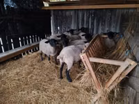 Kondoo (kikundi, jinsia haijatajwa), White Suffolk sheep — picha 6