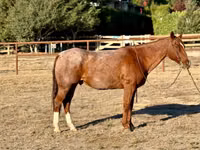 حصان, Quarter Horse — الصورة 2