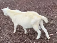 Mbuzi dume, Saanen goat — picha 3