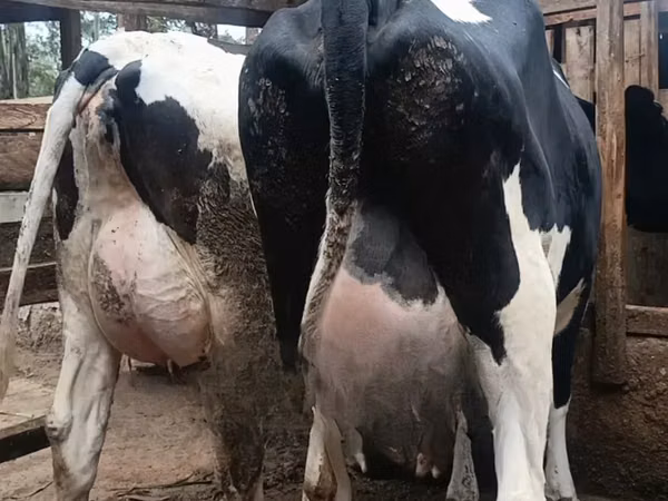 母牛, Holstein breed — 肯尼亚