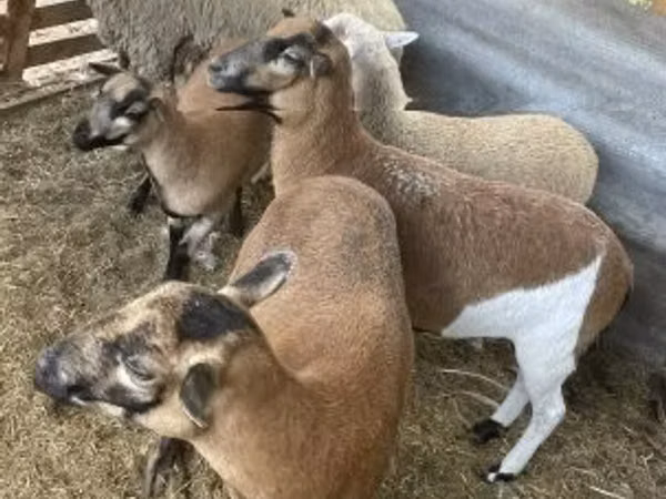 Kondoo jike, Cameroon sheep