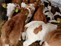 Rinder (Partie, Geschlecht nicht angegeben), Simmental cattle — Foto 6