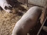 Pigs (batch, sex not specified) — photo 5