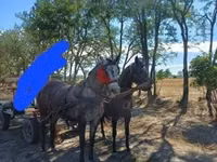 Mare, Horses — photo 2