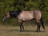 حصان, Quarter Horse — الصورة 1