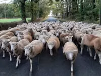 भेड़, Ile-de-France sheep — फ़ोटो 5