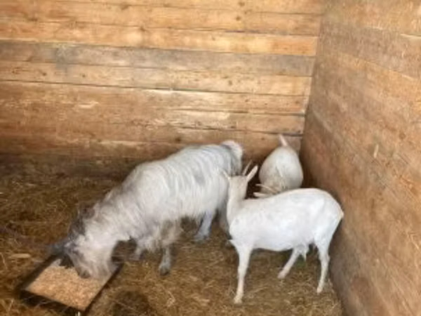 Коза, Козлы
