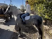 Farasi dume, Andalusian horse — picha 1