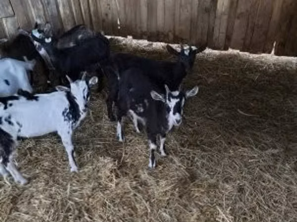 Billy Goat, Goats