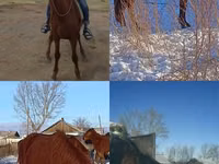 Farasi dume, Kustanai horse — picha 1